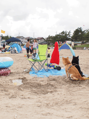 夏の思い出前半戦_a0235880_10561881.gif