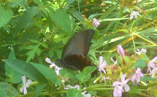 b0099994_11432993.jpg
