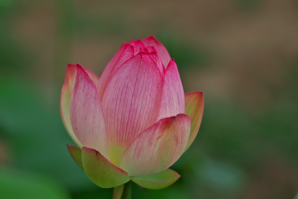 桃色の「蝶恋花」 水郷佐原水生植物園－３_d0248494_7262519.jpg