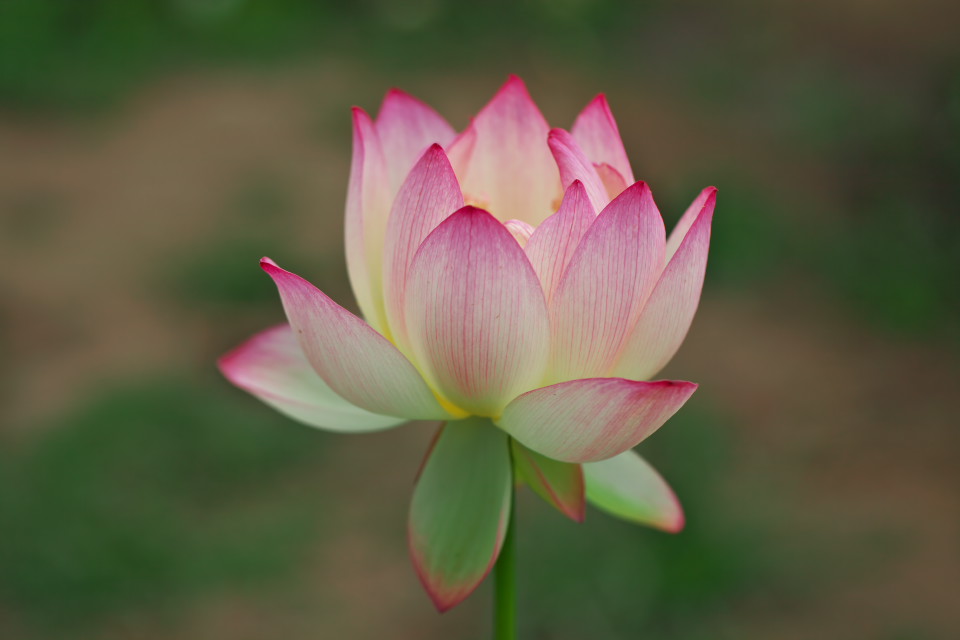 桃色の「蝶恋花」 水郷佐原水生植物園－３_d0248494_7263068.jpg