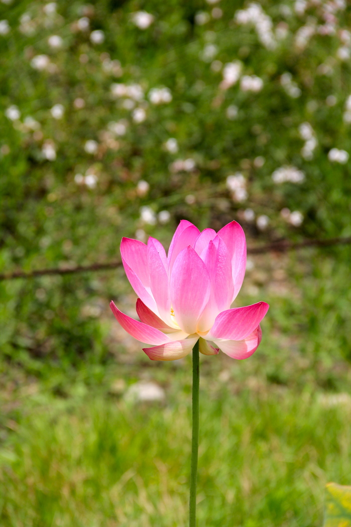 京都府立植物園_c0100195_5161719.jpg