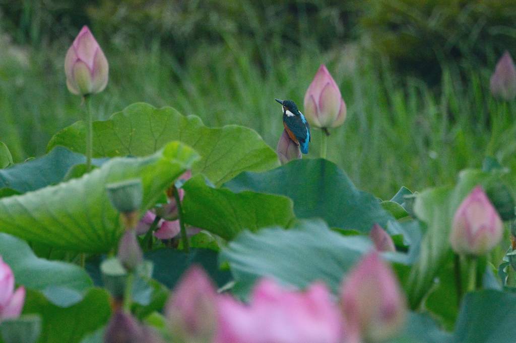 カワセミの源流/ハスカワセミ/夕陽/松葉ボタン_b0024798_20184391.jpg