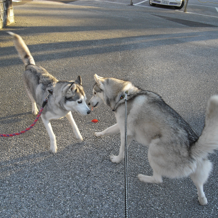 Memory of the second pilgrimage with husky HANA_c0049299_182879.jpg