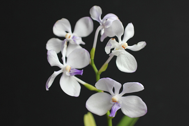 Vanda. coerulea f. rogersii タイプ_d0007501_1111357.jpg