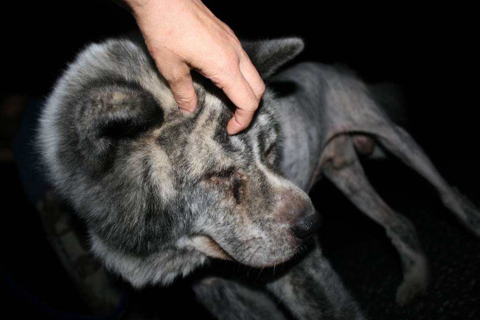 秋田犬のゴマ君_f0242002_19462251.jpg