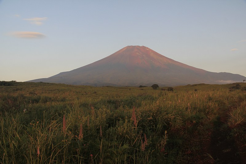 梨ケ原のヤナギラン : 富士山大好き～写真は最高！