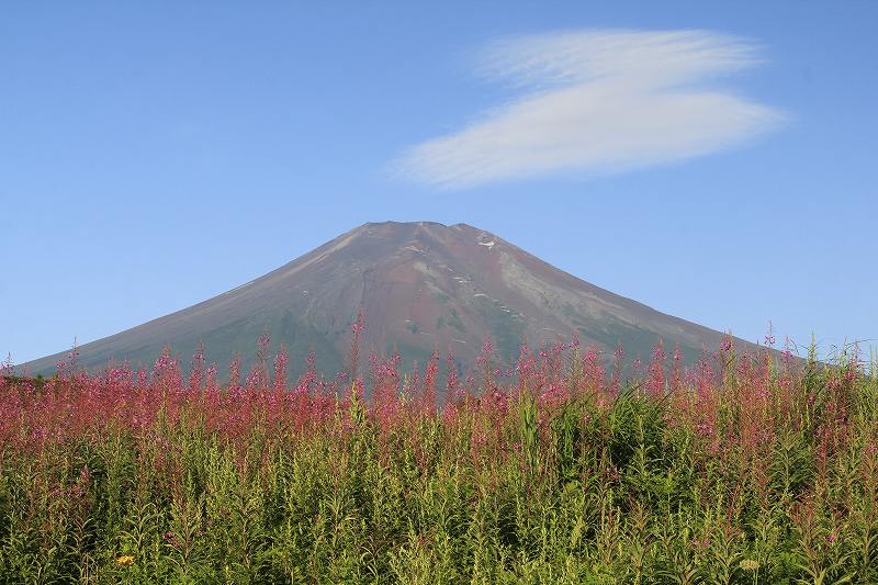 梨ケ原のヤナギラン : 富士山大好き～写真は最高！