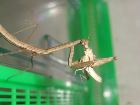 生き物たちの食卓3 バッタ カマキリ 名短カエル通信