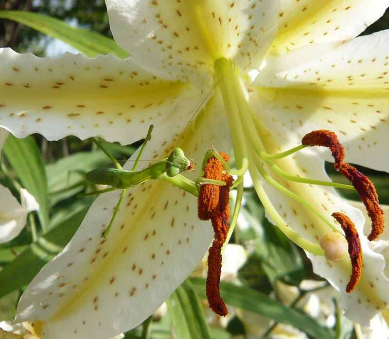 カマキリがユリの花粉を 昆虫ブログ むし探検広場