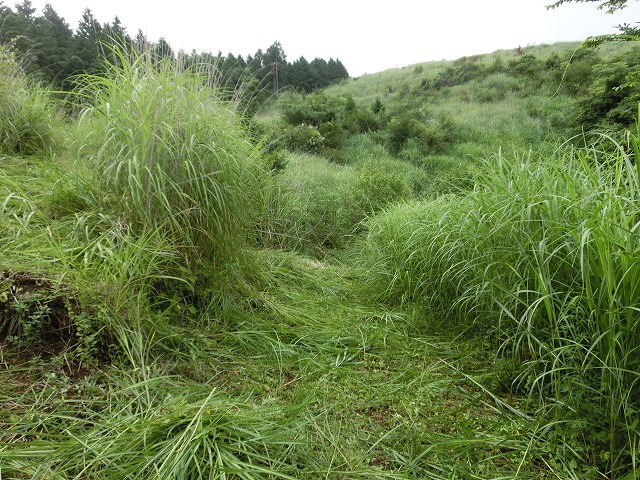 新幹線で参加する人もいる世界遺産・富士山の国有林の下草刈り_f0141310_7223162.jpg