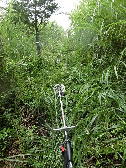 新幹線で参加する人もいる世界遺産・富士山の国有林の下草刈り_f0141310_7225525.jpg