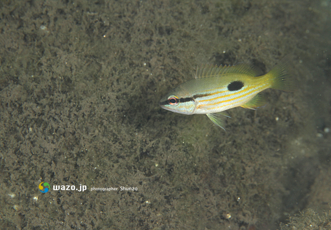 ニセクロホシフエダイの幼魚 屋久島の海で生きる者たち ニセクロホシフエダイの幼魚 屋久島の海で生きる者たち
