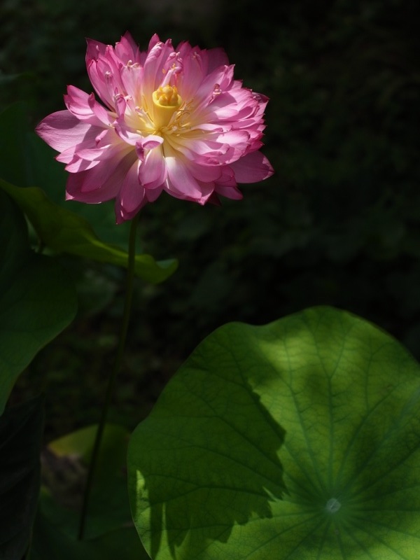 Lotus Flower_e0276411_9523090.jpg