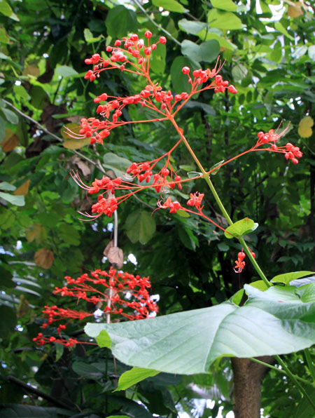 植物園 大温室_e0048413_20574760.jpg