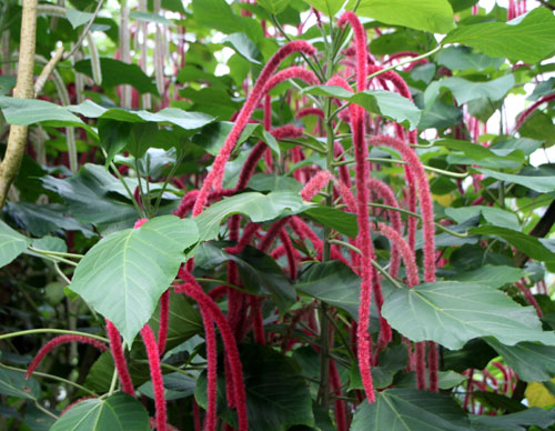 植物園 大温室_e0048413_2057652.jpg