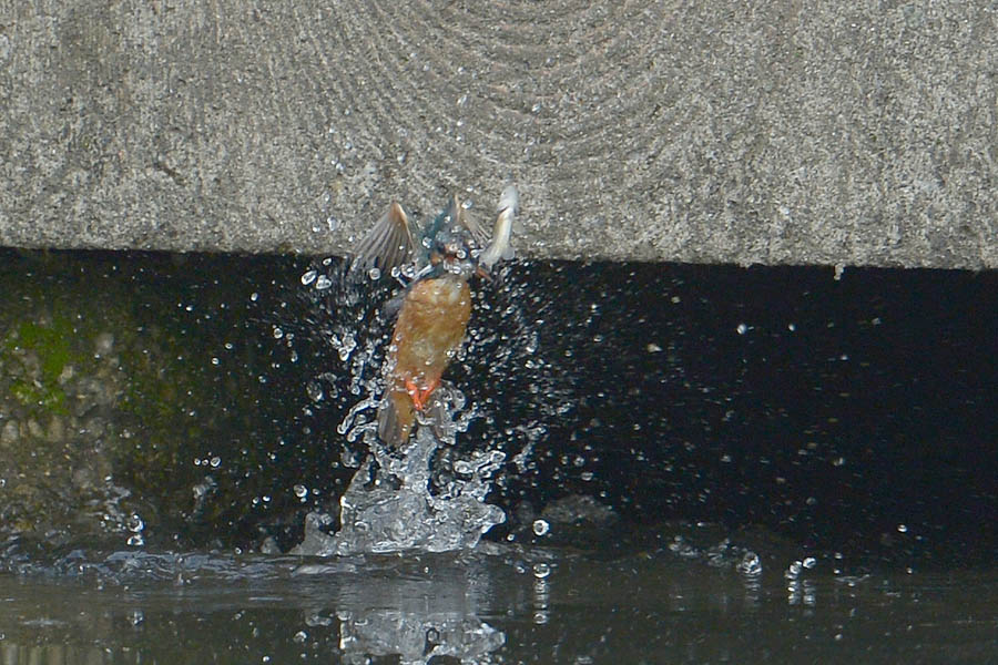 130805 若雄のホバ2水物など_c0278820_175249.jpg