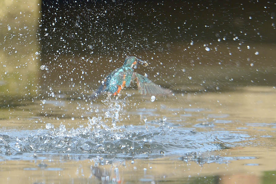 130805 若雄のホバ2水物など_c0278820_175512100.jpg