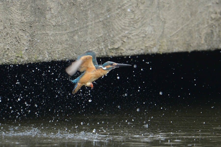 130805 若雄のホバ2水物など_c0278820_1822418.jpg