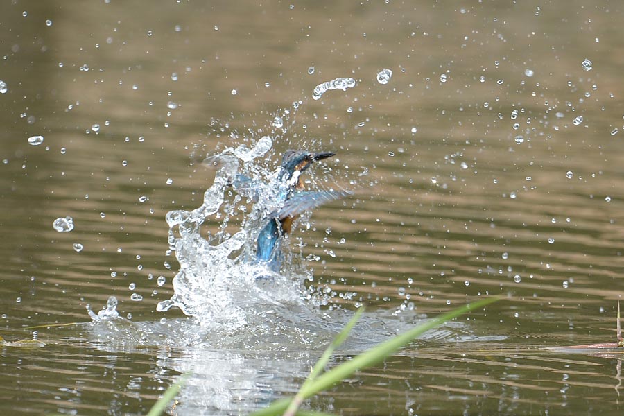 130805 若雄のホバ2水物など_c0278820_1848060.jpg