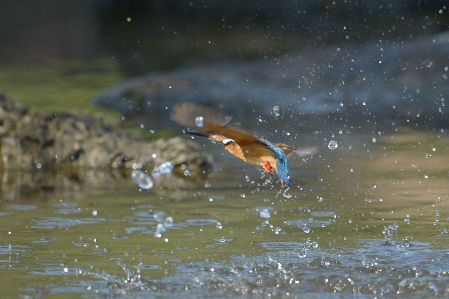 130805 若雄のホバ2水物など_c0278820_1855349.jpg