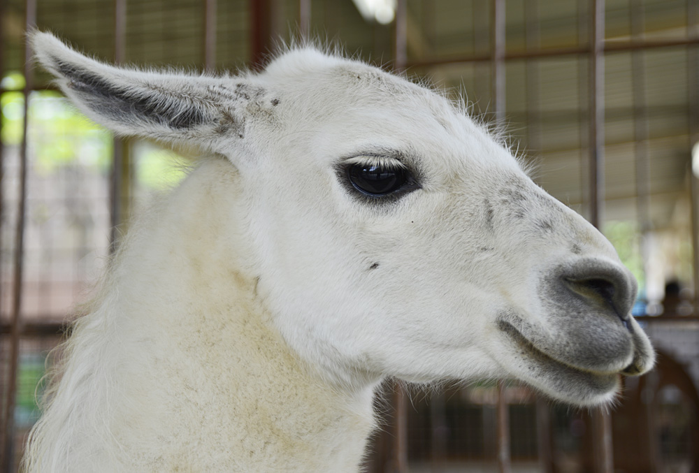 2013.5.26 那須サファリパーク☆ラマのくーちゃん【Lama】_f0250322_2053020.jpg