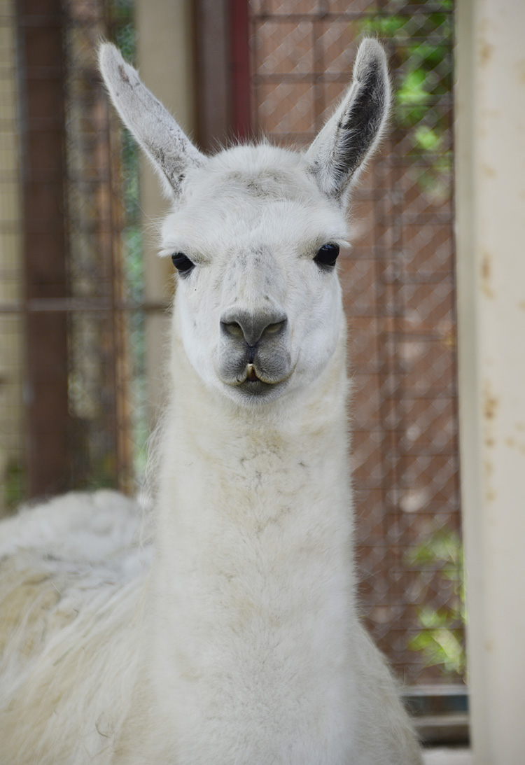 2013.5.26 那須サファリパーク☆ラマのくーちゃん【Lama】_f0250322_2053426.jpg