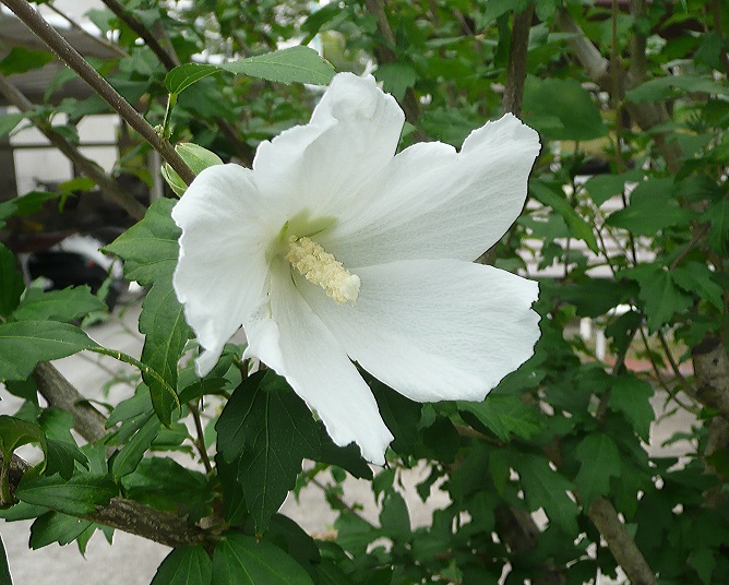 季節の壁紙 夏の白い花 Egoiste
