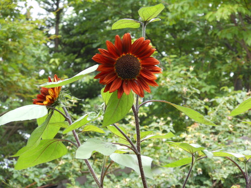 e0240925_833319.jpg