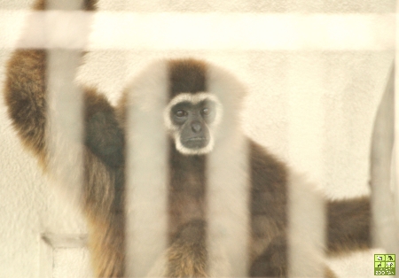 鯖江のシロテテナガザルたち(鯖江市西山動物園)_a0230833_2032161.jpg