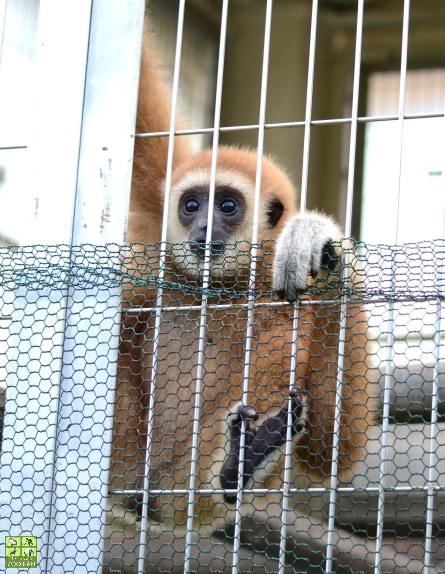 鯖江のシロテテナガザルたち(鯖江市西山動物園)_a0230833_20322817.jpg