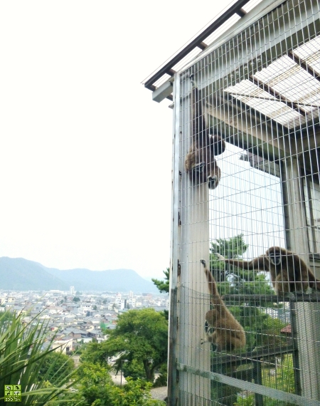 鯖江のシロテテナガザルたち(鯖江市西山動物園)_a0230833_20324835.jpg