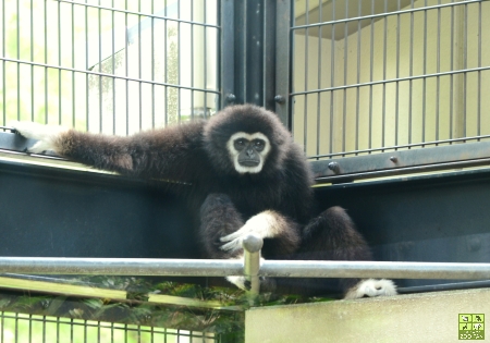 鯖江のシロテテナガザルたち(鯖江市西山動物園)_a0230833_2032641.jpg