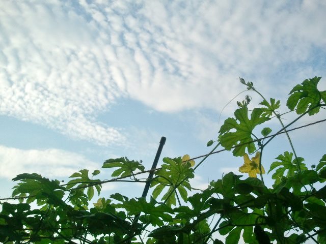 c0195134_15184932.jpg