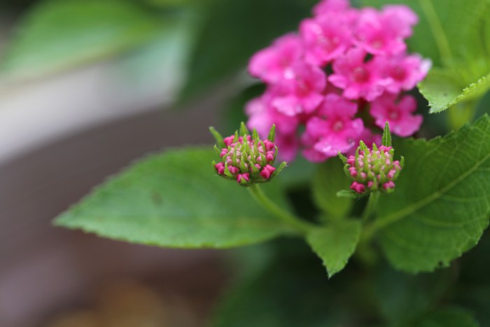 庭の花ばな♪_a0278554_518791.jpg