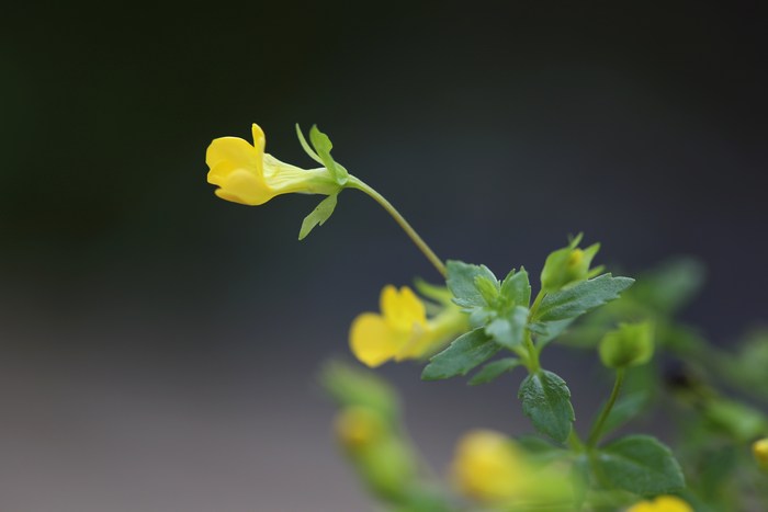 庭の花ばな♪_a0278554_5223344.jpg