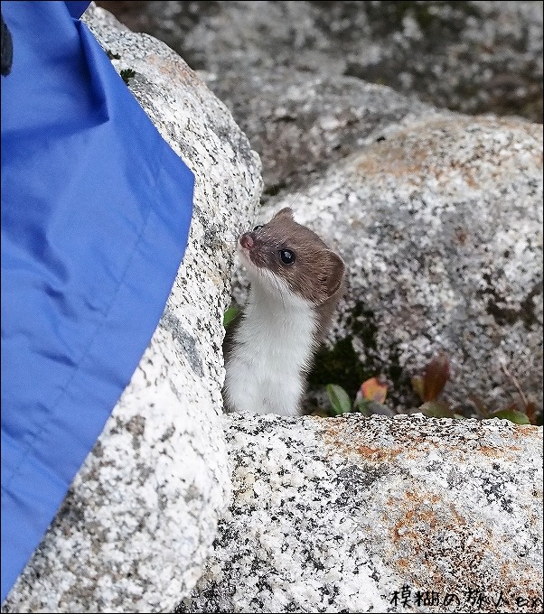 山の妖精 オコジョを撮る 後編 模糊の旅人