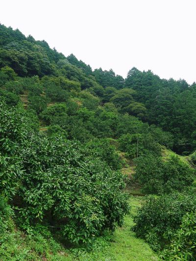 ザ・みかん 雑草は有機肥料!水も十分に与えます。摘果することで甘くて大きなみかんを育てます!!_a0254656_17562775.jpg