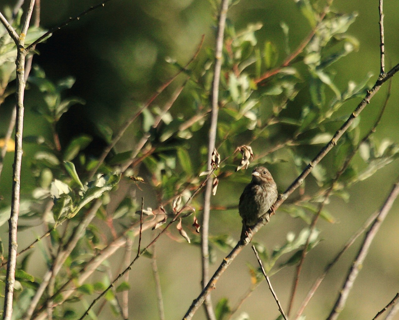 2013年7月オレゴンの野鳥その６：　地味ですが、、、_f0105570_8405335.jpg