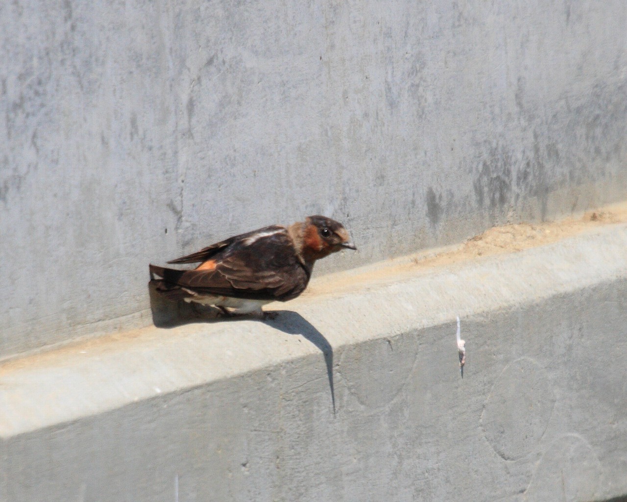 2013年7月カリフォルニアの野鳥その３：　Cliff Swallow_f0105570_8551133.jpg