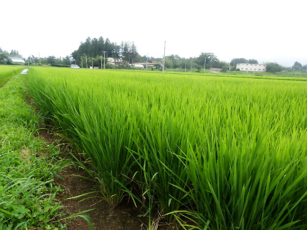 8月5日の田んぼ(上目黒小・枝野小)_d0247484_13514637.jpg