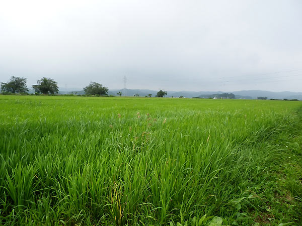8月5日の田んぼ(緑ヶ丘小・北郷小)_d0247484_14425234.jpg