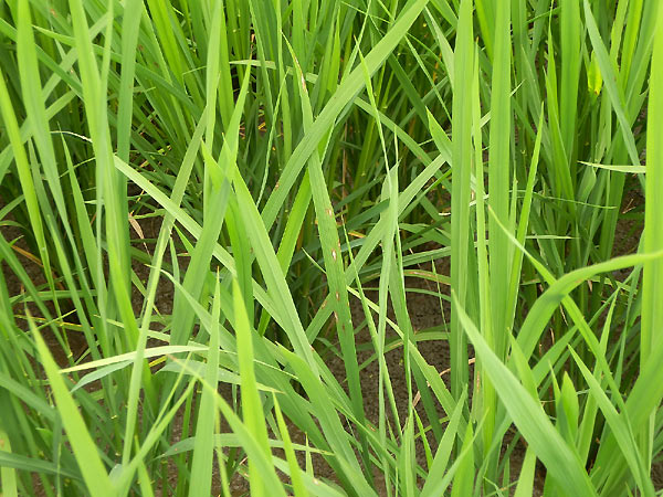 8月5日の田んぼ(緑ヶ丘小・北郷小)_d0247484_14432974.jpg