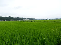 8月5日の田んぼ(緑ヶ丘小・北郷小)_d0247484_14434624.jpg