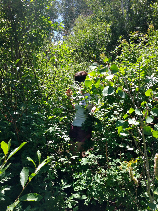 2013/08/04 Summer USA Trip -Mt.Aire Trail of Wasatch Range-_b0220886_1583075.jpg