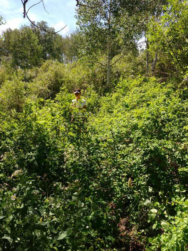2013/08/04 Summer USA Trip -Mt.Aire Trail of Wasatch Range-_b0220886_1585076.jpg