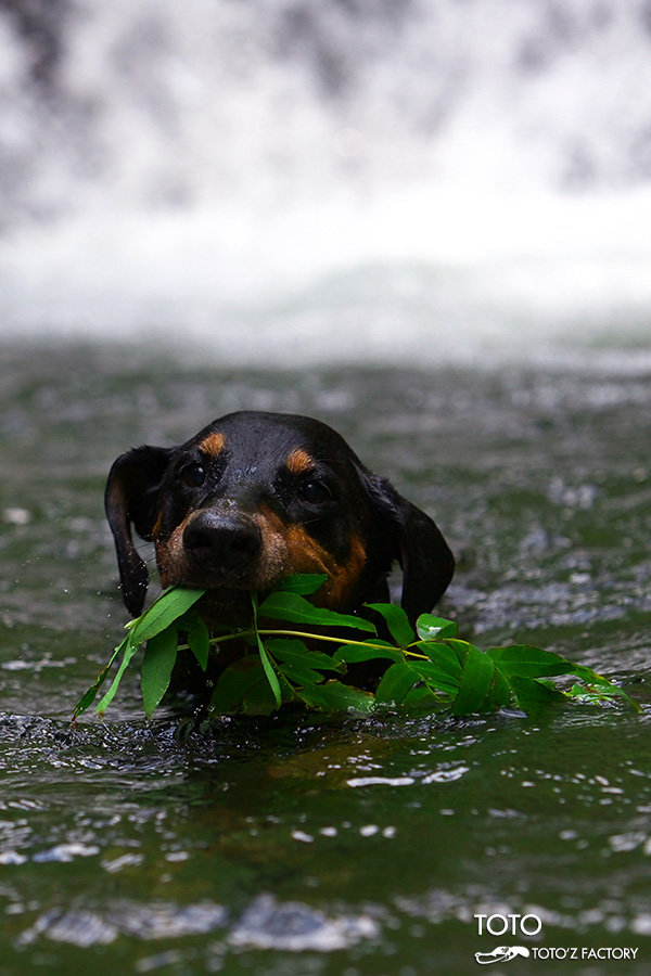 TOTO SPLASH !　6_a0034287_23415328.jpg