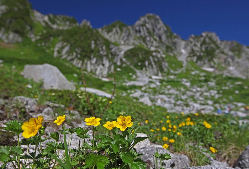 続・木曽駒ケ岳の花　その2_f0000789_1651329.jpg