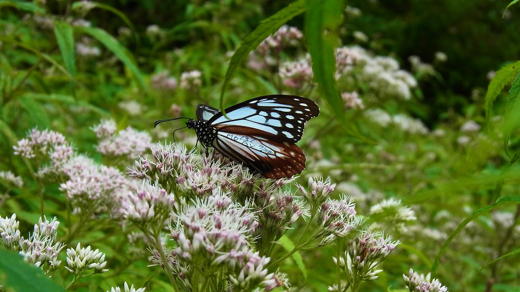 a0152692_17425719.jpg