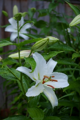 植物の和製英語名（？）_b0283192_132839.jpg