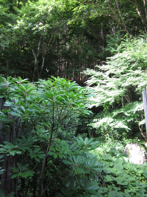 b0173605_1061445.jpg